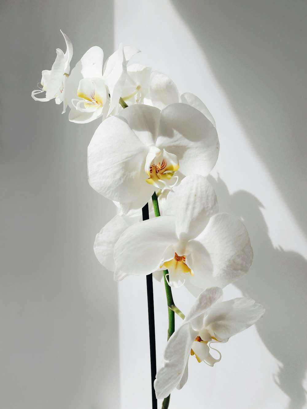 White orchids in soft daylight